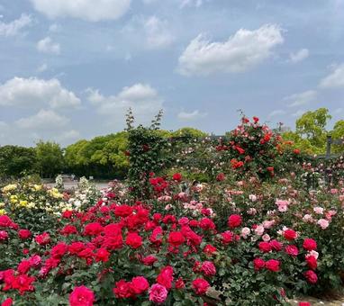 ローズガーデンの写真