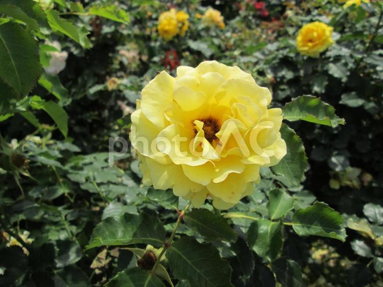 黄色いバラ バラ,薔薇,花の写真素材