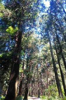 木漏れ日差す杉林の小道 森林,杉,木漏れ日の写真素材