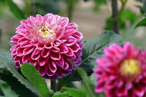 色鮮やかな大輪 色鮮やかな大輪 ダリア,花,キク科の植物の写真素材