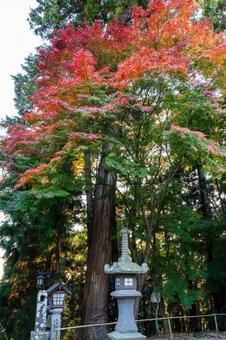 塩釜神社の秋景色⑸ 秋,紅葉,モミジの写真素材