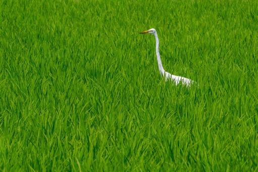 さぎ さぎの写真