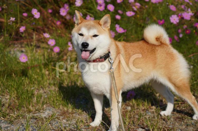 コスモスの前でポーズ、ゆず 柴犬,犬,日本犬の写真素材