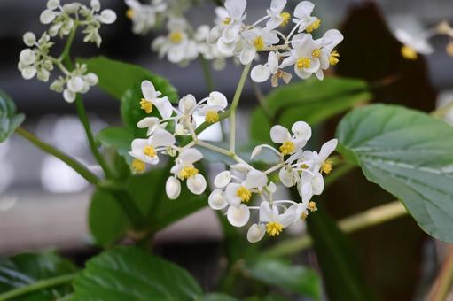 白い花びらの秋海棠の花のアップ 白い,花びら,秋海棠の写真素材