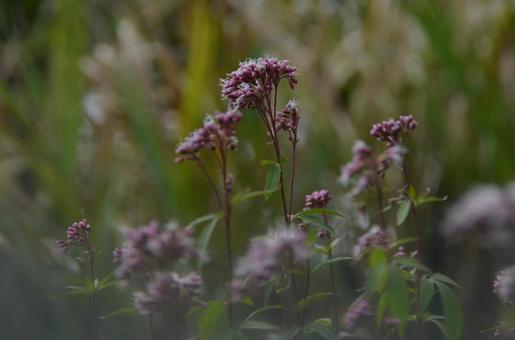 冬の花：フジバカマ7 植物,フジバカマ,藤袴の写真素材