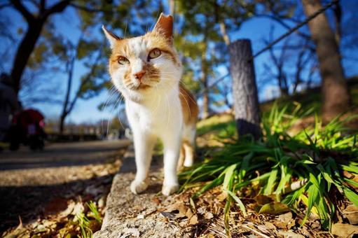 Stray cats in Osaka Castle Park, JPG