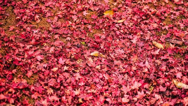 地面一面の真っ赤な紅葉の絨毯 自然,葉っぱ,植物の写真素材