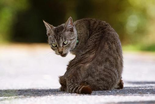 Stray cat turned around, JPG Stray cat turned around, JPG