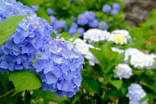 紫陽花　の写真