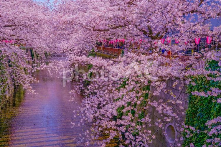 中目黒の満開の桜 目黒川,目黒川の桜,桜の写真素材