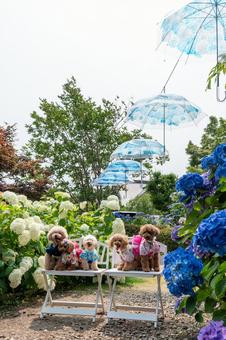Hydrangea and Toy Poodle Umbrella Sky, JPG Hydrangea and Toy Poodle Umbrella Sky, JPG
