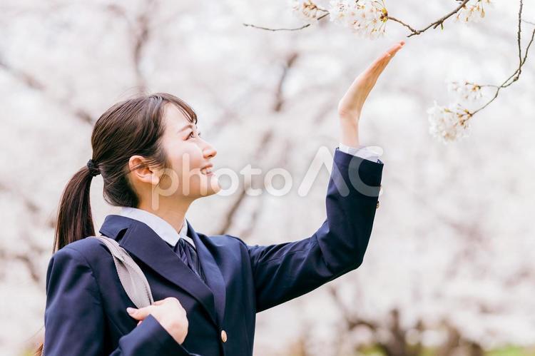 桜の中を歩く高校生・女子高生・女子高校生 高校生,中学生,桜の写真素材