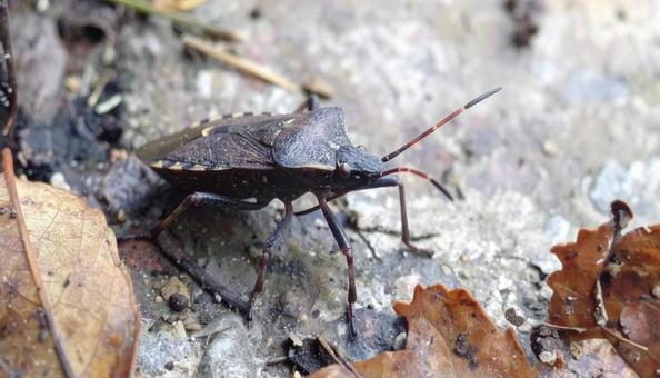 秋の昆虫黒いカメムシと落ち葉の写真