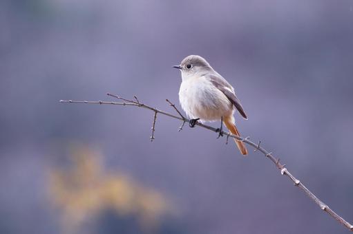 枝に止まるジョウビタキの雌 枝に止まるジョウビタキの雌 鳥,ジョウビタキ,冬の写真素材