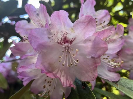 綺麗なお花の写真