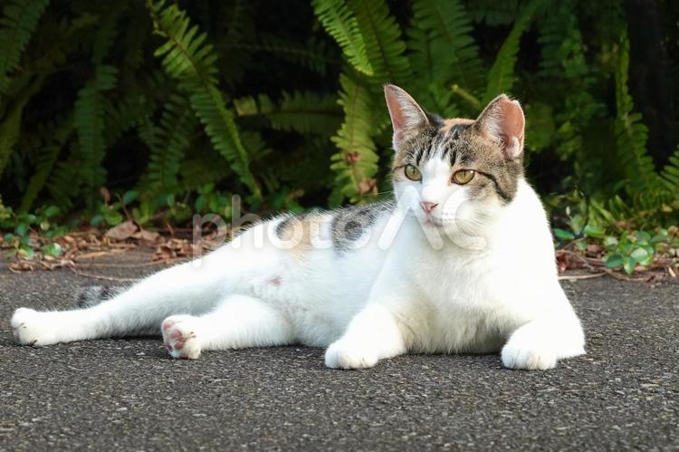 横座りする三毛猫 ネコ,保護猫,猫の写真素材