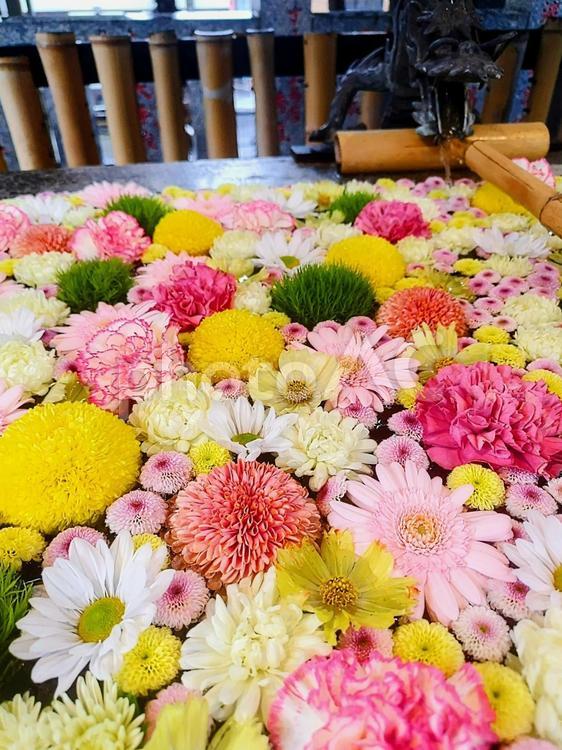 氷川神社の花手水 花,たくさん,花手水の写真素材