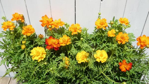 カラフルな夏の花 黄花コスモス カラフルな夏の花 黄花コスモス 花,黄花コスモス,秋の花の写真素材