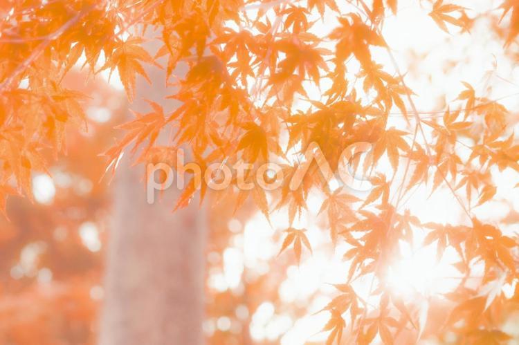 秋の日差しを浴びた赤く紅葉する紅葉 もみじ,モミジ,秋色の写真素材