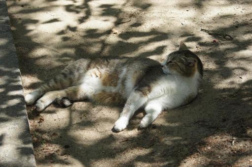 ねこ ねこの写真
