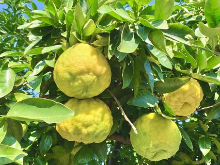 縁起物の鬼柚子1 鬼柚子,獅子柚子,果物の写真素材