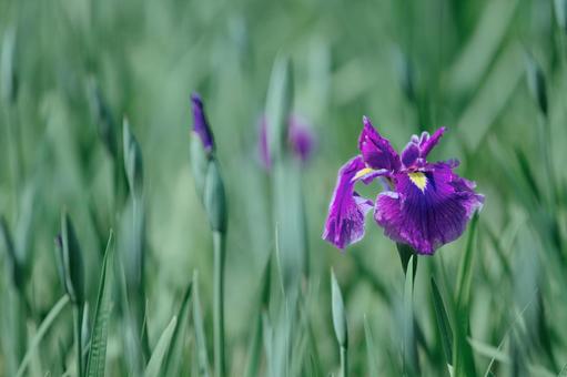 Iris, JPG