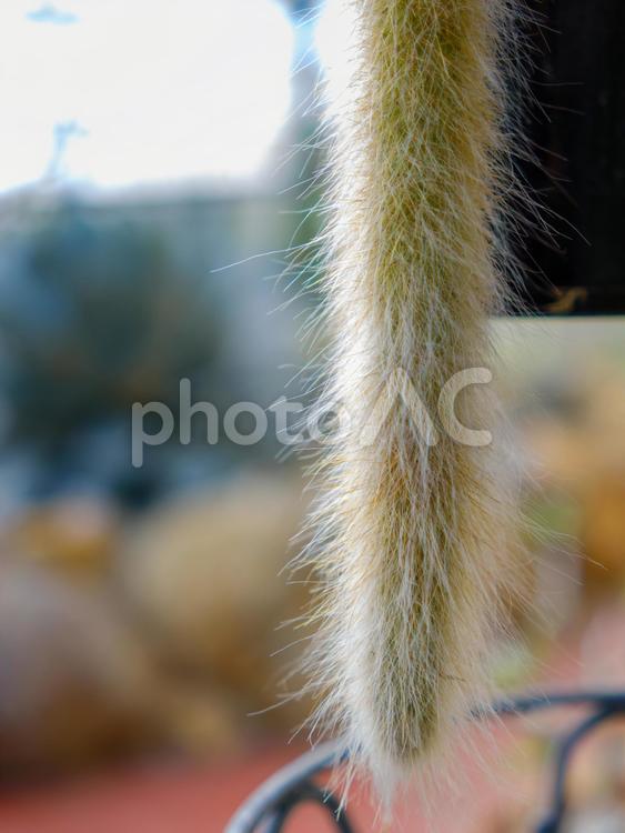 白いふわふわのサボテンの接写 サボテン,ふわふわ,白の写真素材