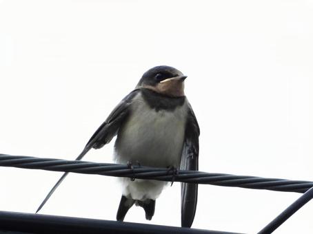 ワイヤーにつかまるツバメの幼鳥 ワイヤーにつかまるツバメの幼鳥の写真