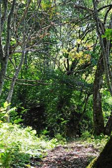 森の中 森の中 木,山,自然の写真素材