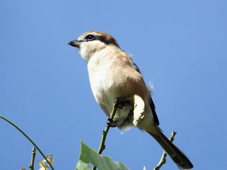 枝の先端につかまるモズの写真