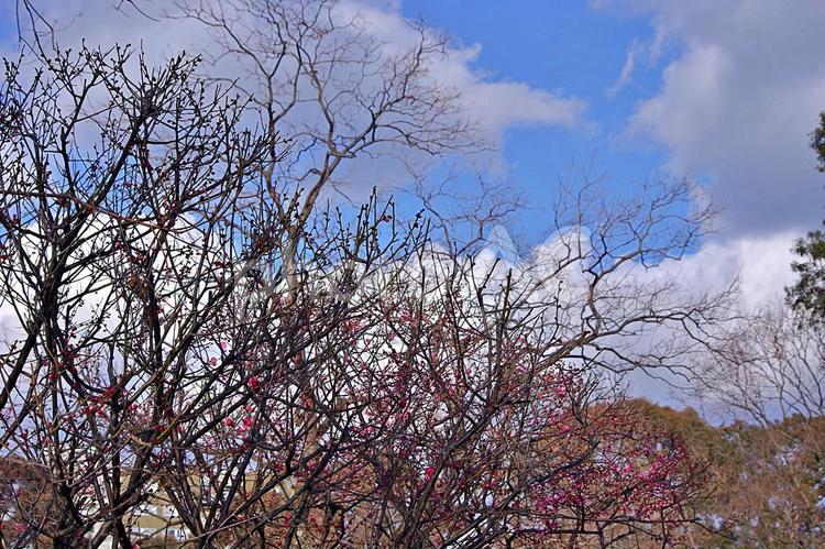 梅の花ほころぶ2月の公園 梅,紅梅,赤い梅の写真素材