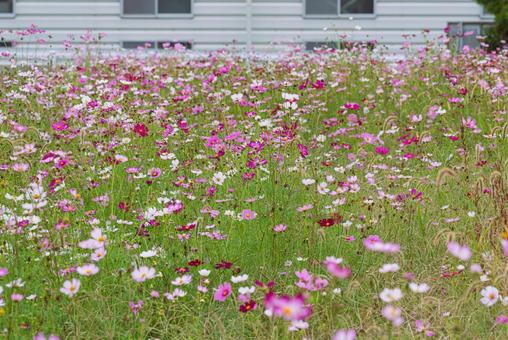 カラフルで美しいコスモス畑 コスモス,秋桜,草花の写真素材