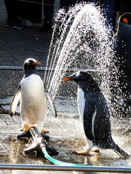 ペンギのお散歩 ペンギン,キングペンギン,歩くの写真素材