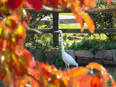 紅葉した樹木の向こうで佇むダイサギ ダイサギ,野鳥,動物の写真素材
