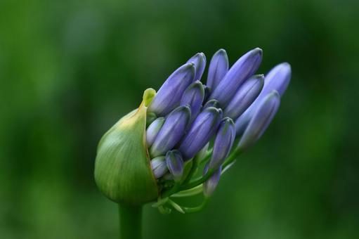 Photo, agapanthus, purple clam, murasaki kunsiran, 