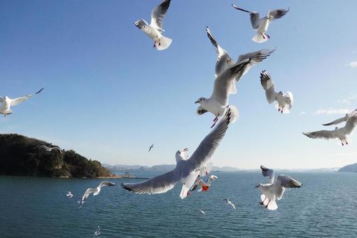 かもめ 瀬戸内海 かもめ 瀬戸内海の写真