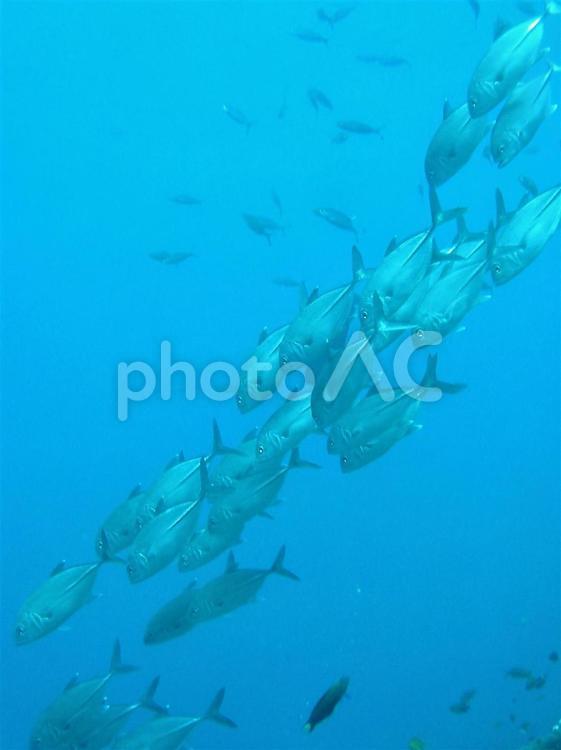 ギンガメアジの行進 ギンガメアジ,アジ,魚の写真素材