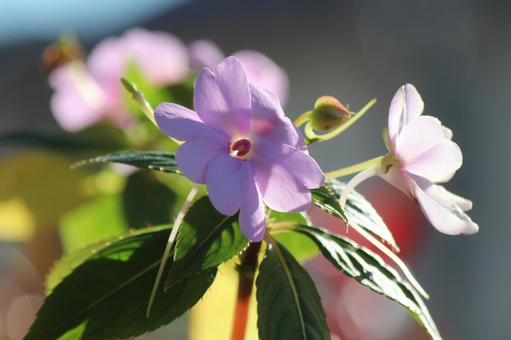 ニューギニアインパチェンス 花,ピンク,鉢植えの写真素材