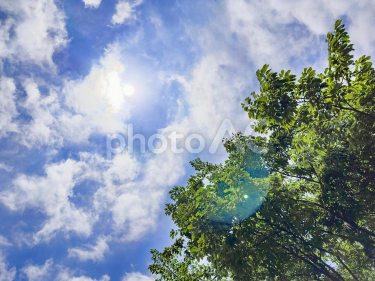 青空と新緑 〜爽やかな夏休みと陽射し〜 青空,新緑,夏休みの写真素材