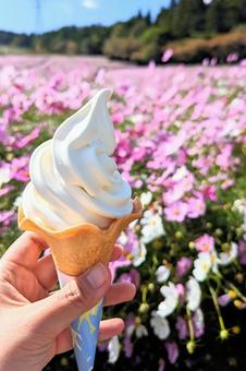 Photo, soft cream, cosmos, cosmos field, 