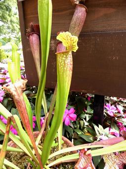 大船フラワーセンター板壁前のサラセニア サラセニア,植物,食虫の写真素材