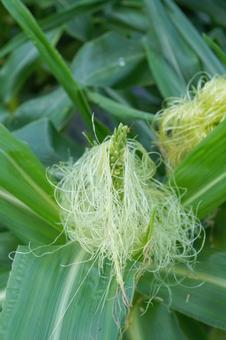 Photo, corn, tassel seed, male ear seed, 
