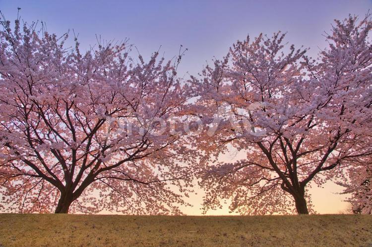 夕焼けと桜 桜,夕日,夕焼けの写真素材