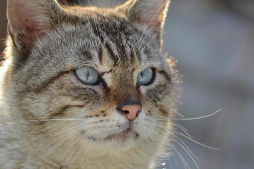 Close-up of a stray cat's face, JPG