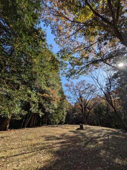 森から見る青空 秋,公園,秋道の写真素材