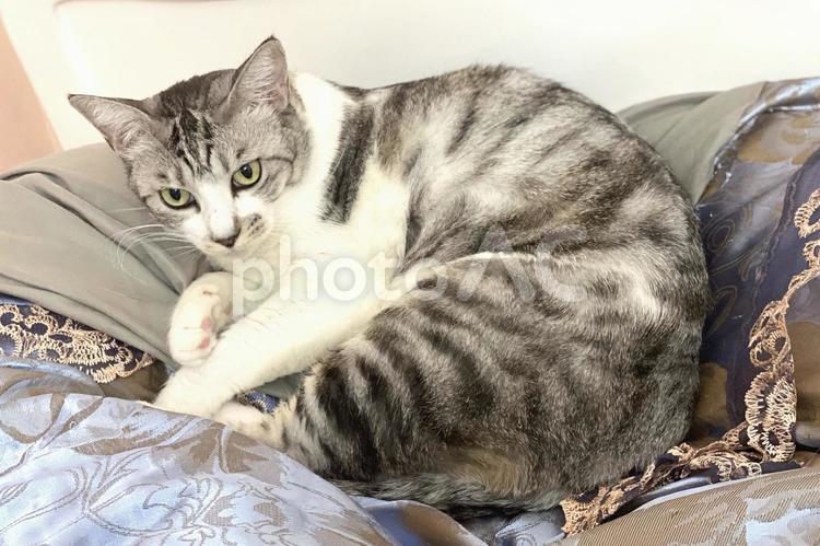 ベッドで微睡むサバ白にゃんころ様 ベッドで微睡むサバ白にゃんころ様 猫,可愛い,サバシロの写真素材