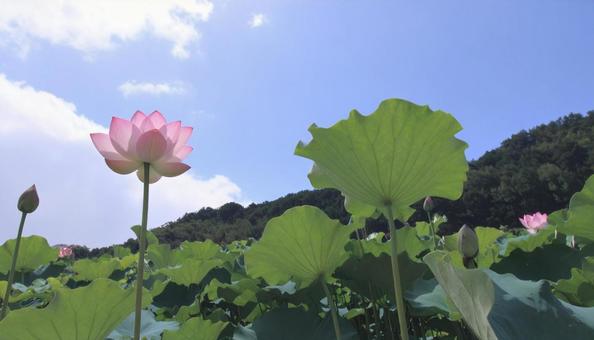 蓮の花　ハス　れんこん畑の写真