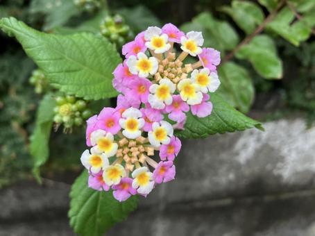 ランタナ ランタナの写真
