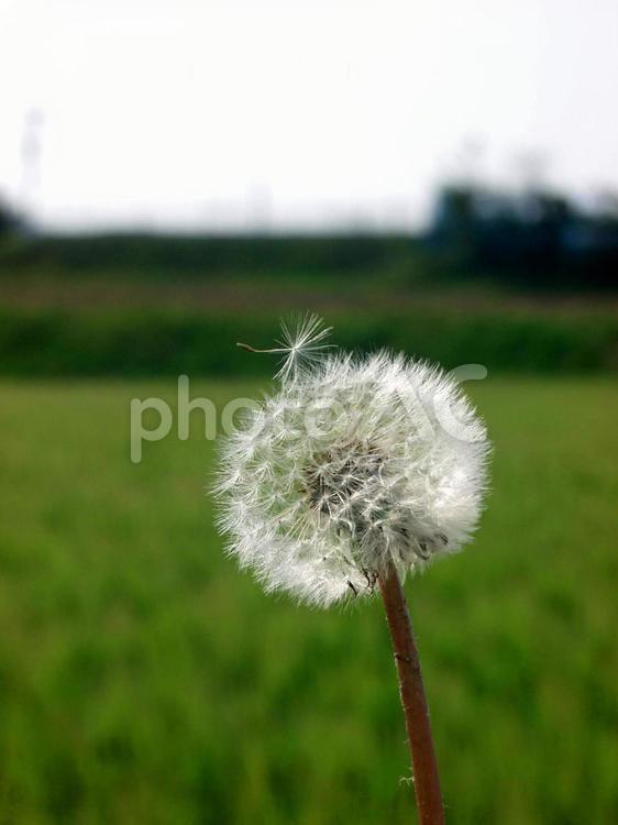 たんぽぽの綿毛 たんぽぽの綿毛,たんぽぽ,春の写真素材