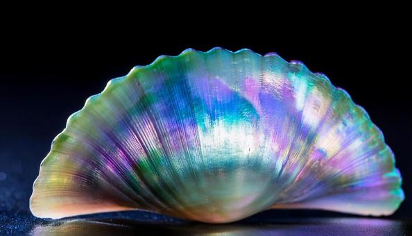  Beautiful iridescent mother-of-pearl shells 5, screw, shell, rainbow-colored, JPG